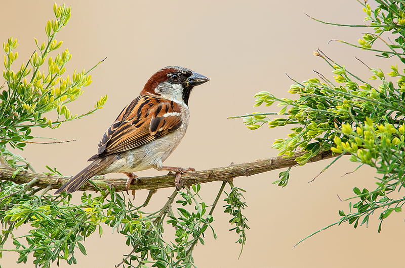 Sparrow, tree, nature, animal, HD wallpaper
