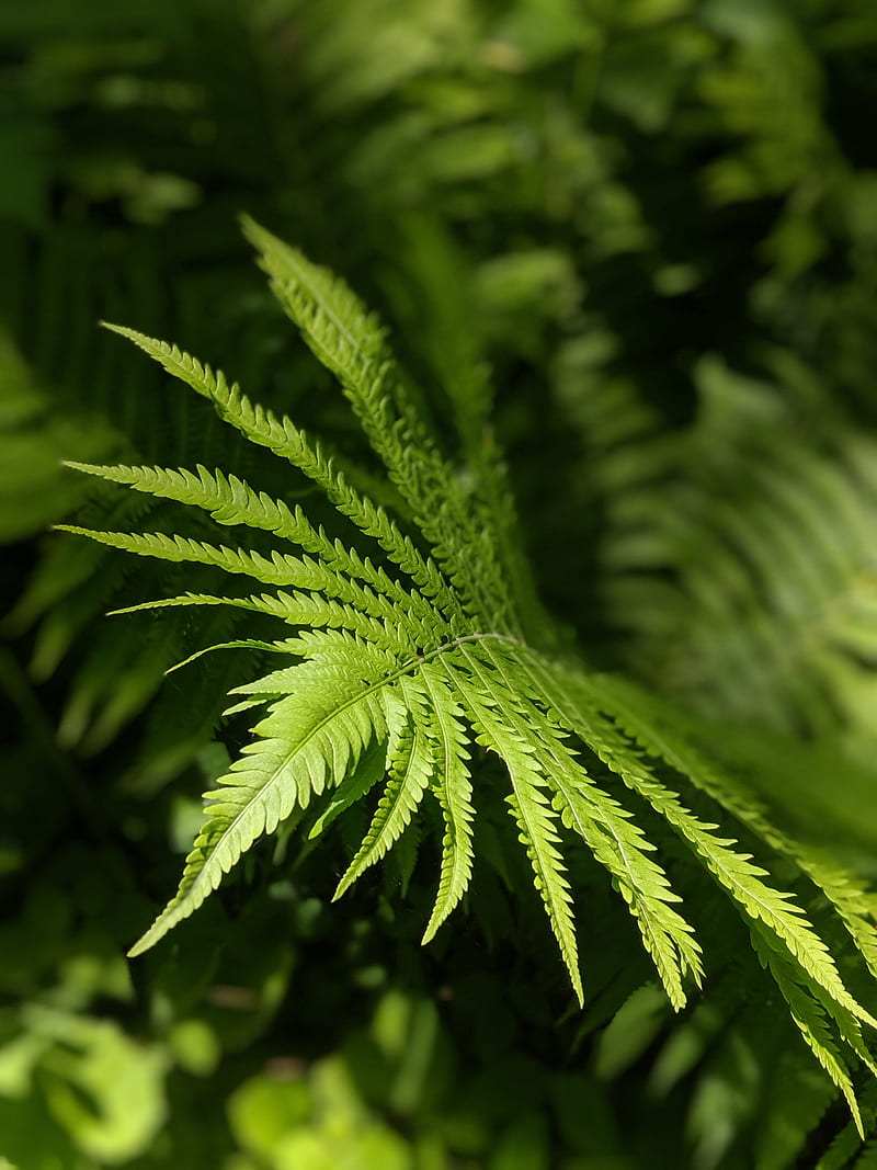 Forest, chill, fern, green, nature, plant, HD phone wallpaper | Peakpx