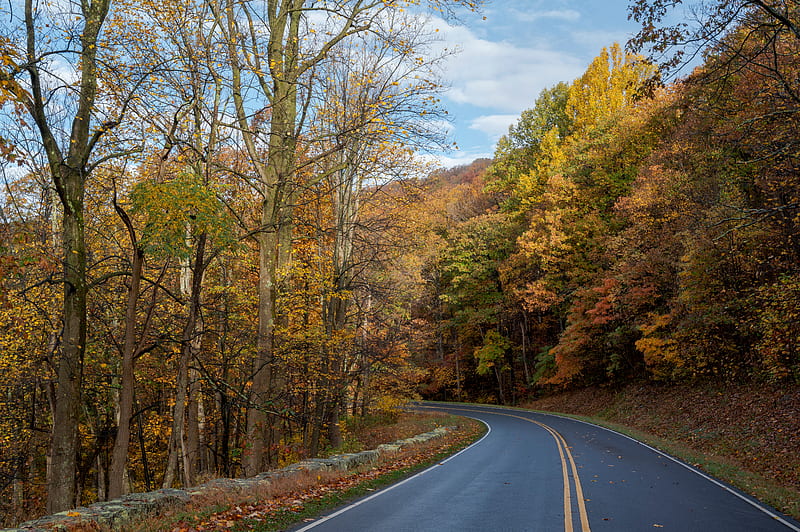 road, turn, trees, nature, autumn, HD wallpaper