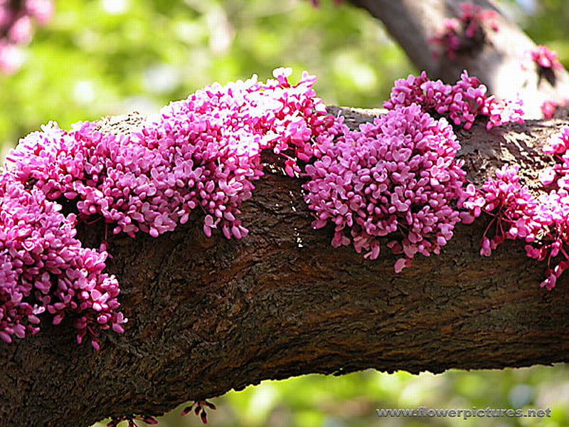 CHINESE REDBUD BLOSSOMS, blossoms, pretty, tree, pink, HD wallpaper