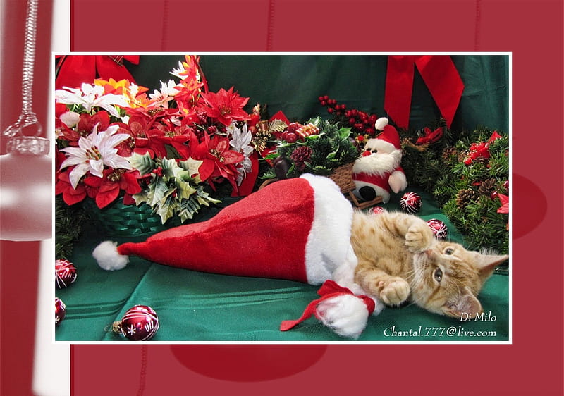 Sweet christmas cat, santa, christmas, holiday, gift, cat, kitten, HD