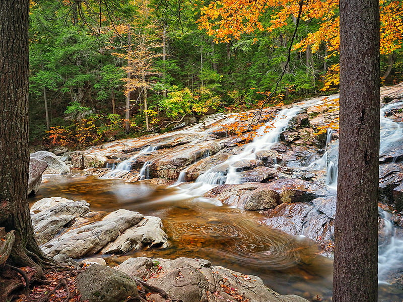 Cascade Brook, White Mountains, New Hampsire, water, creek, trees, rocks, autumn, colors, HD wallpaper