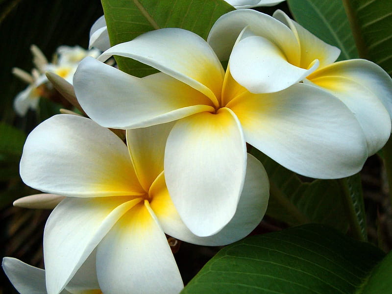 Kauai Plumerias, flowers, hawaii, HD wallpaper | Peakpx