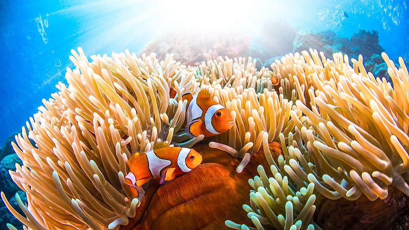 Orange And White Clown Fishes Are Hiding In Sea Anemone Animals, HD wallpaper