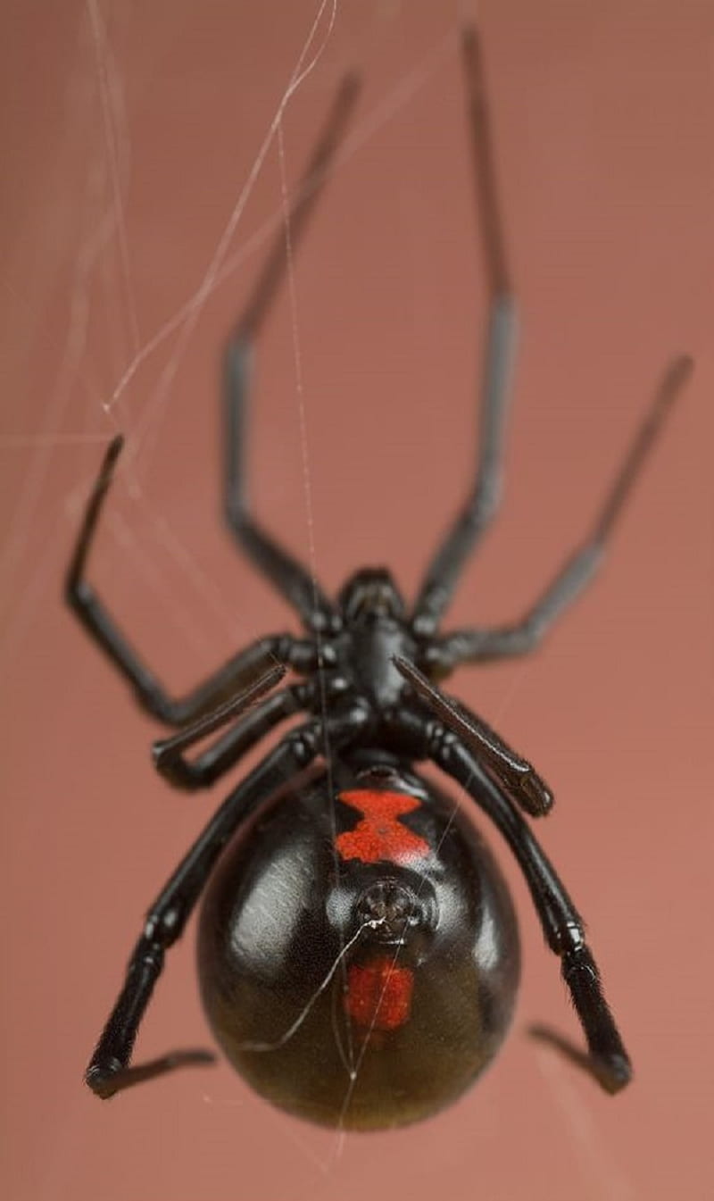 Black widow, spider, web, HD phone wallpaper | Peakpx