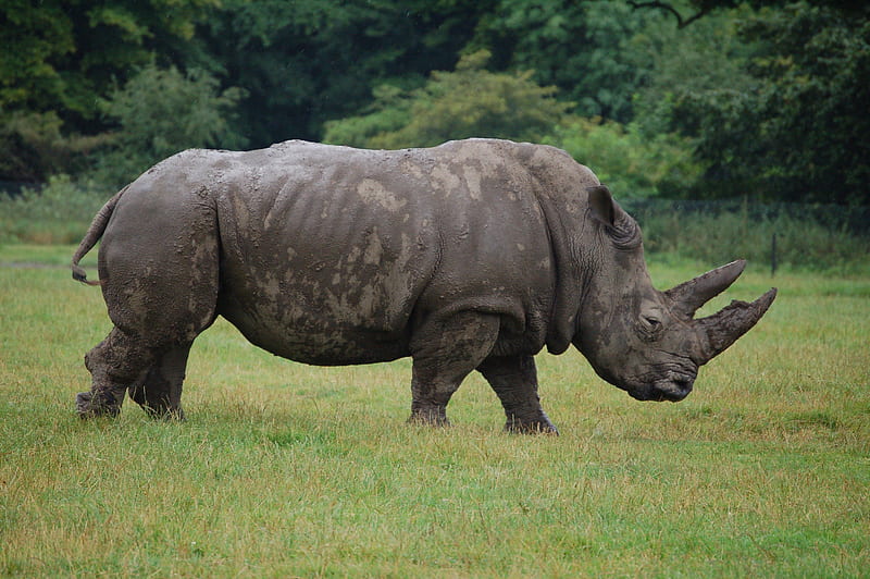Rhino, naesehorn, rhinoceros, knuthenborg, HD wallpaper