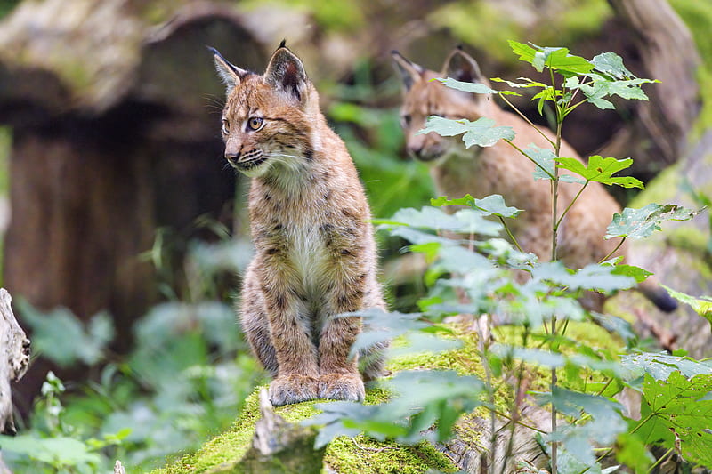 lynx, kitten, animal, nature reserve, cute, HD wallpaper