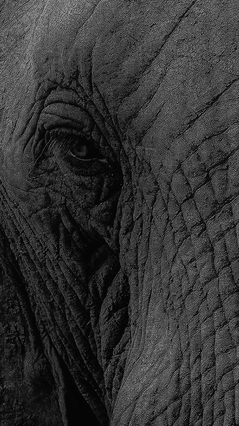 Elephant Eye, animal, wild, HD phone wallpaper | Peakpx