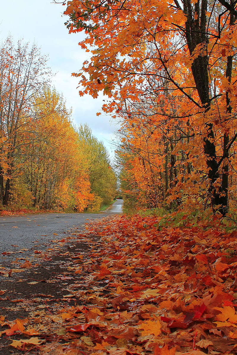 Autumn Road, autumn, road, country, fall, HD phone wallpaper