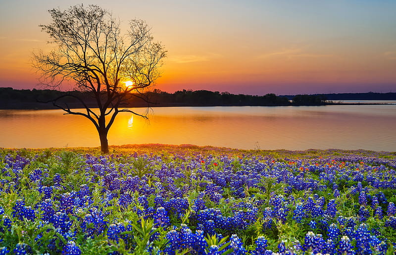 Spring sunset over lake in Texas, Texas, orange, fiery, bonito, sunset, spring, lonely, silhouette, lake, tree, bluebonnets, wildflowers, reflection, blooming, field, HD wallpaper