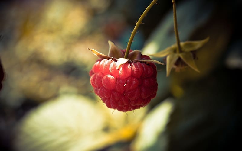 Fruits Food Raspberry Hd Wallpaper Peakpx