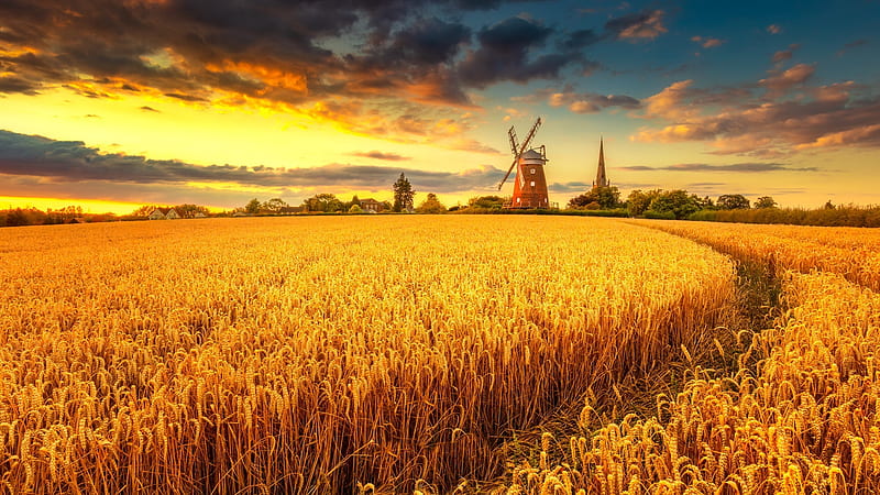 Windmill on Wheat Field at Sunset, HD wallpaper