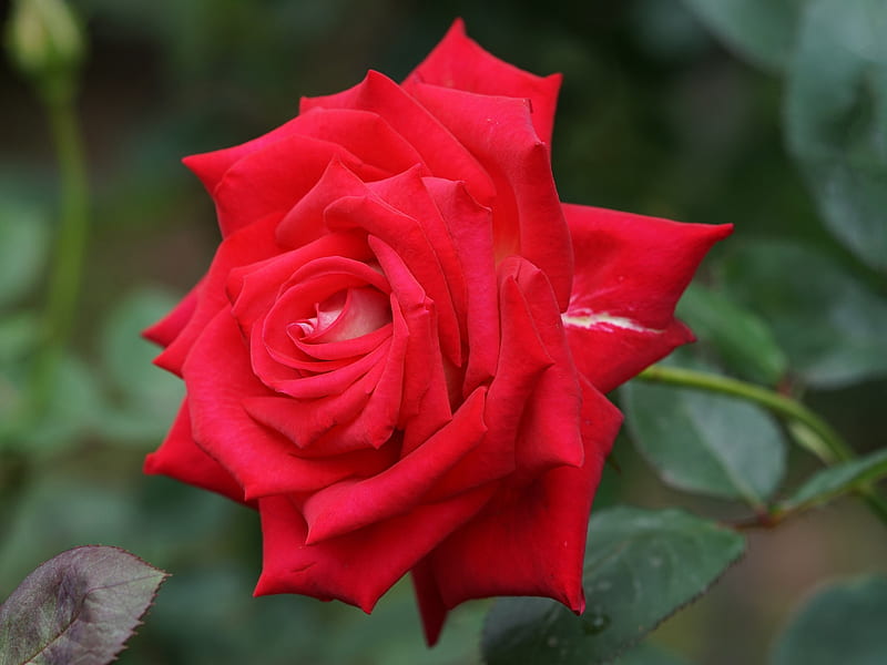 1920x1080px, 1080P free download | Rose, trandafir, red, vara, flower ...