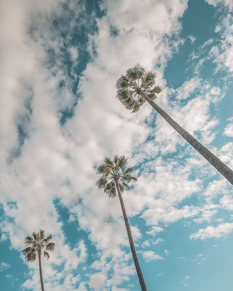 palms, sky, clouds, low-angle, HD phone wallpaper