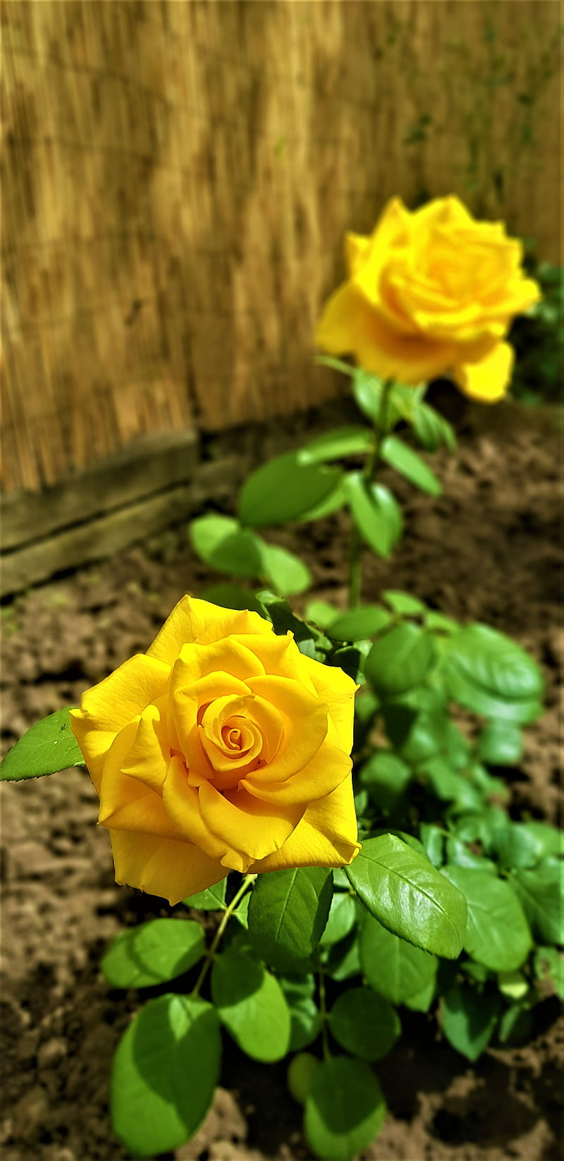 Yellow Rosebush, bonito, bush, cane, earth, flower, flowers, rose, rosebush, sunday, yellow, HD phone wallpaper