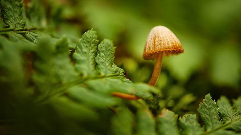 Mushroom in the Woods, forest, ferns, green, woods, mushroom, rainforest, toadstool, HD wallpaper
