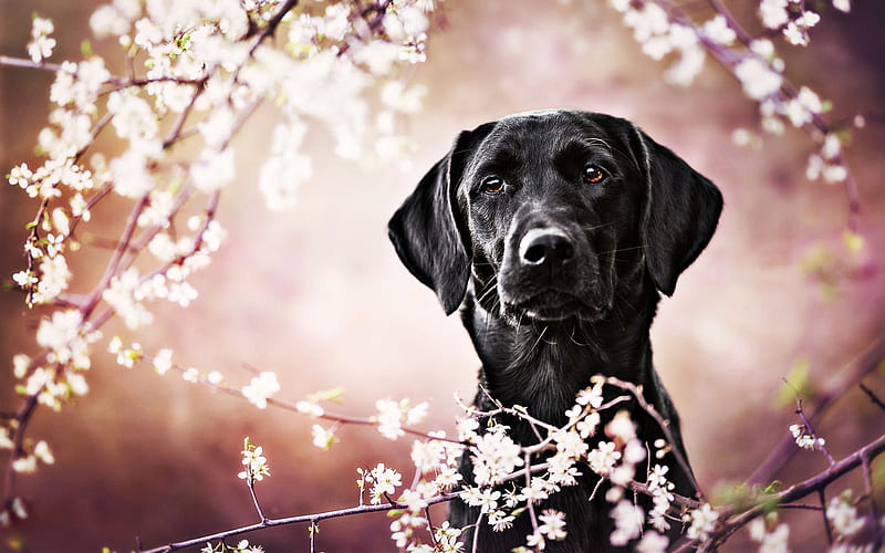 black labrador, spring, retriever, pets, bokeh, close-up, black dog, cute animals, black retriever, labradors, HD wallpaper