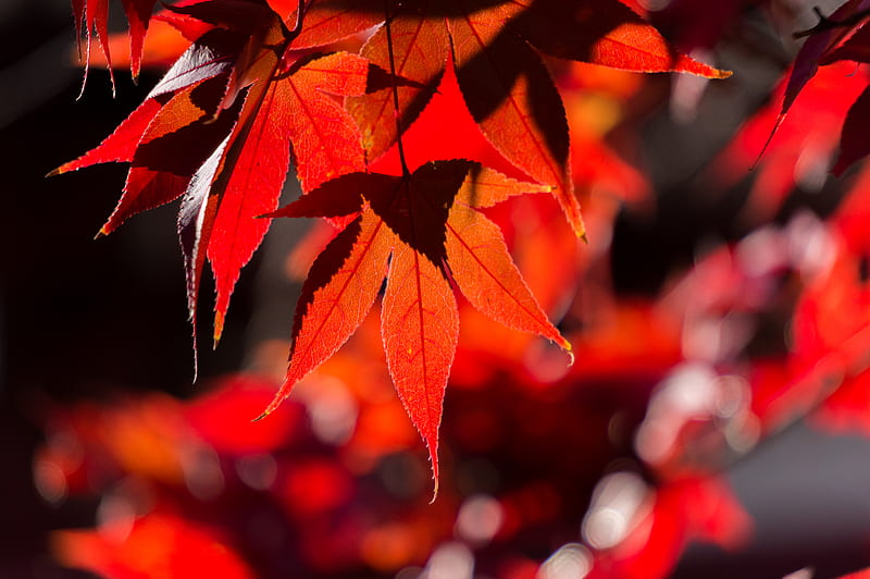 maple, leaves, autumn, branch, red, HD wallpaper