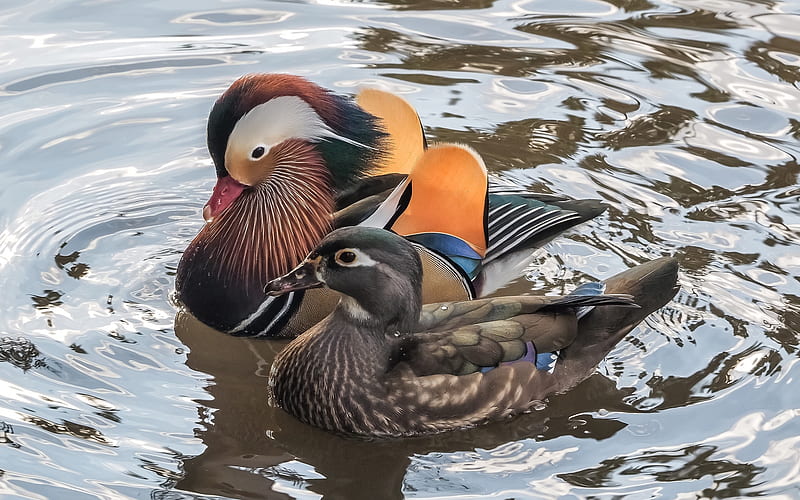Mandarin ducks, bird, duck, mandarin, water, pasari, couple, HD wallpaper