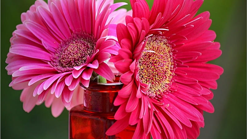 Gerberas, colores, tallos, pétalos, florero, Fondo de pantalla HD | Peakpx