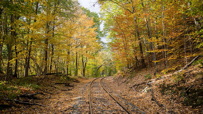 Rail Track Autumn Spring Forest Trees During Daytime Scenery Nature, HD wallpaper