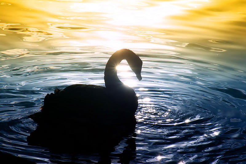 Swan in the ripples, water, ripples, swim, evening, sunset, swan, blue ...