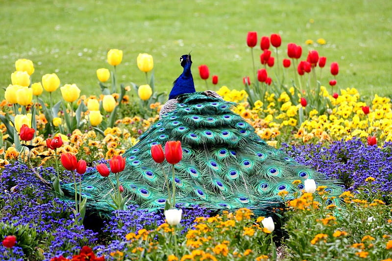 Exotic bird, grass, peacock, bonito, animal, nice, flowers, tulips, gorgeous, exotic, male, lovely, spring, park, freshness, bird, summer, garden, meadow, field, HD wallpaper