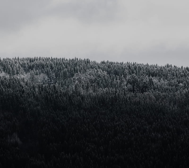 Winter Woods, landscape, nature, norway, snow, spruce, voss, winter, woods, HD wallpaper