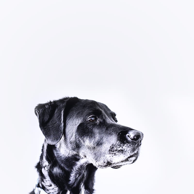 medium-coated black dog, HD phone wallpaper