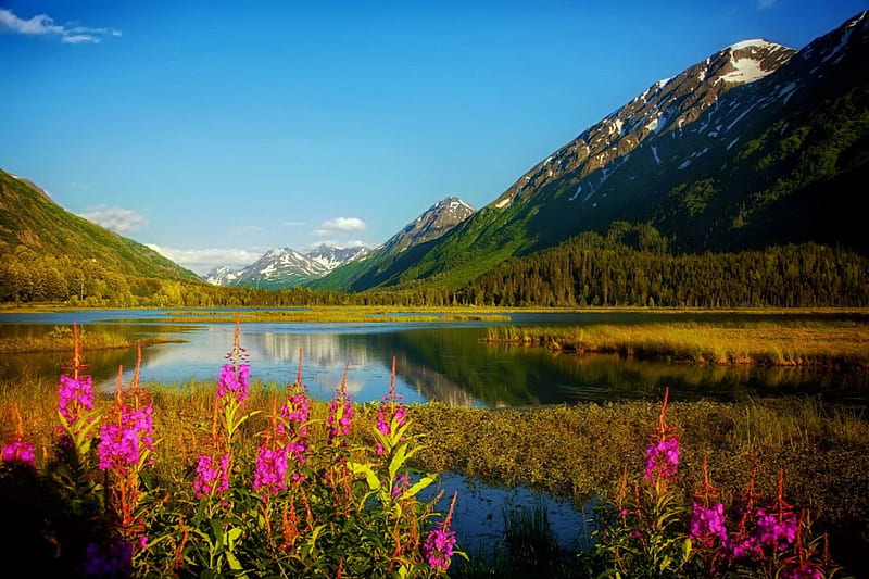 Alaska, shore, lovely, bonito, sky, lake, mountain, flowers, landscape, HD wallpaper