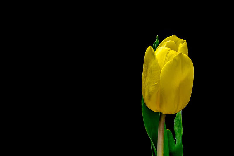 tulip, flower, yellow, plant, petals, HD wallpaper