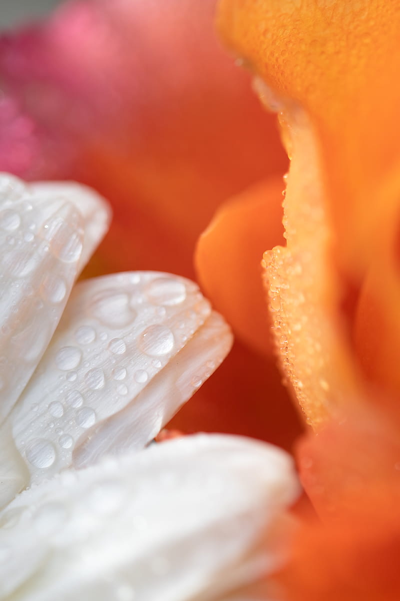 white and orange flower petals, HD phone wallpaper
