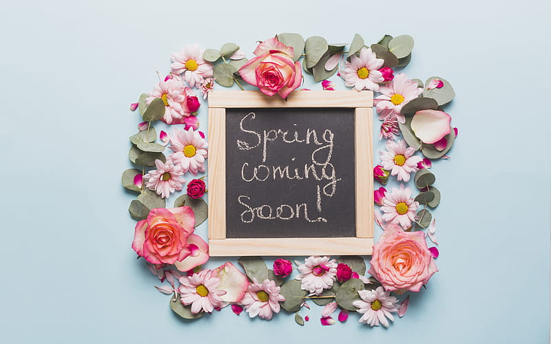 Spring coming soon, Floral decorations, pink roses, blue background, spring concepts, HD wallpaper