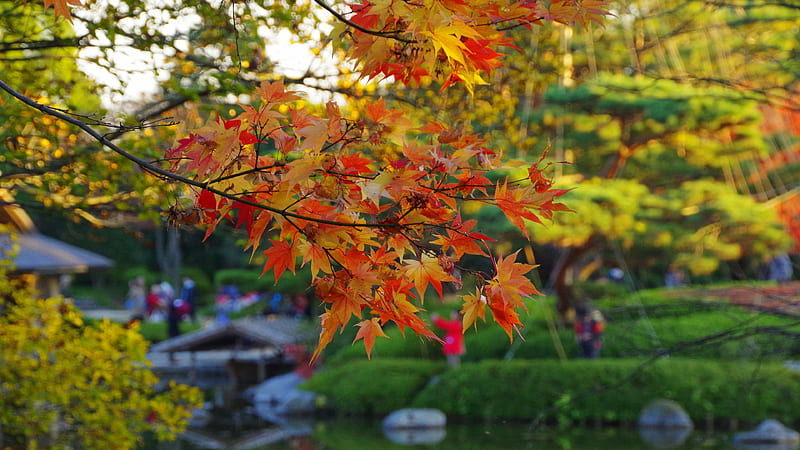 Yellow Red Autumn Fall Leafed Trees Branches In Blur Green Trees Garden  Background Nature, HD wallpaper | Peakpx