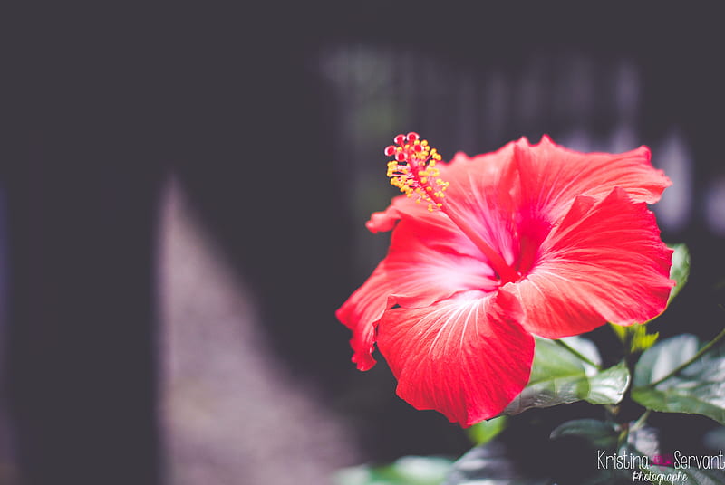 hibiscus, flower, red, closeup, HD wallpaper