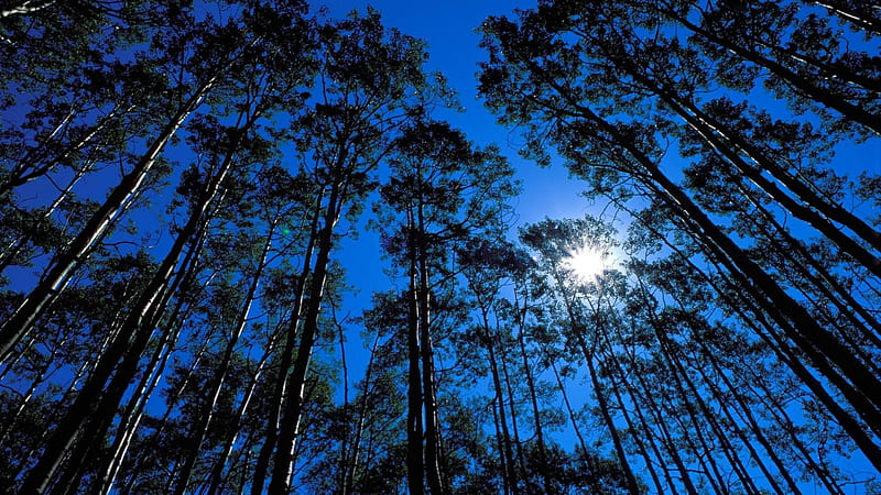 forest like a shade for the sun, forest, sun, trees, tall, HD wallpaper