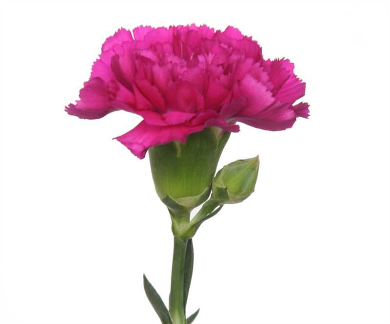 Pink Carnation, stem bud, love, flower, spicy, petals, carnation, sweet, HD wallpaper