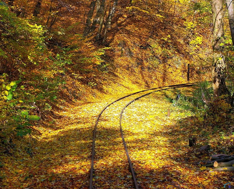 Narrow Gauge Railway in autumn forest, forest, autumn, railway, gauge, narrow, HD wallpaper