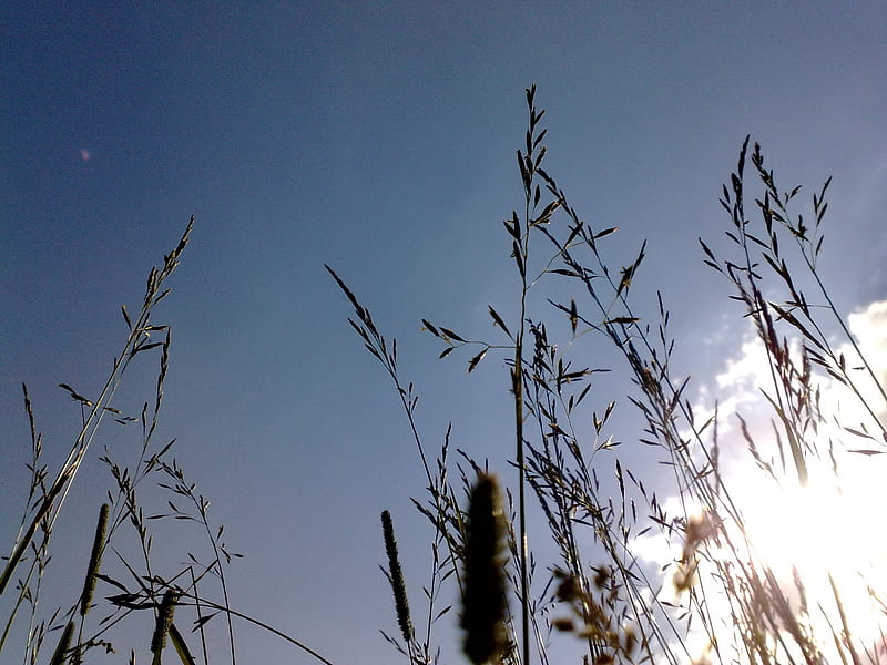 Sky through grass, shine, sky, grass, blue, HD wallpaper