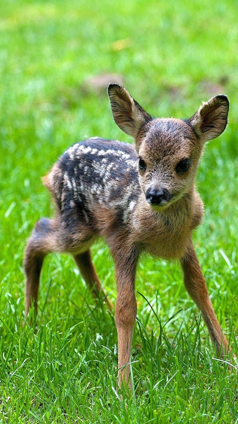 Cute Baby Animals, Fawn Standing On The Grass, animal, deer, cute, fawn, HD  phone wallpaper | Peakpx
