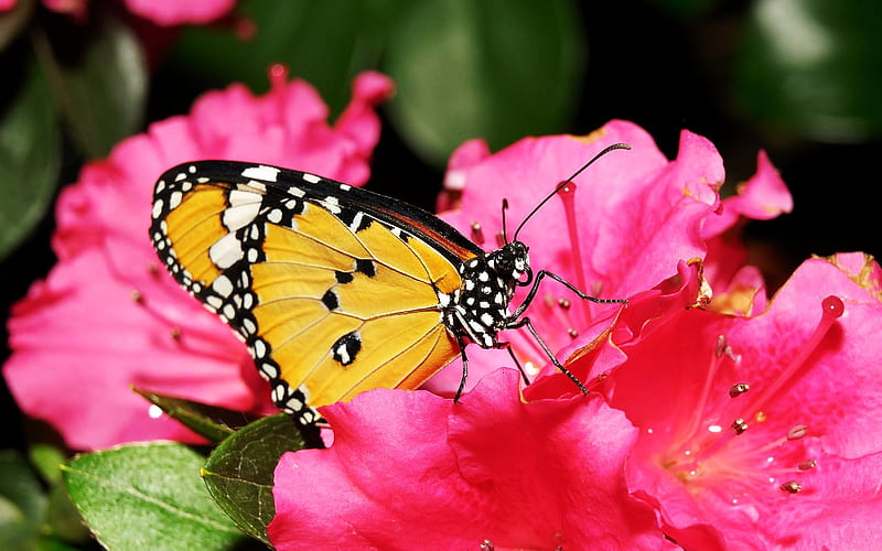 Lacewing, butterfly, flower, black, yellow, pink, HD wallpaper