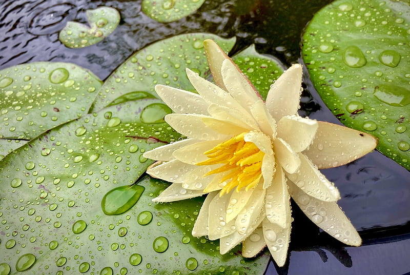 Lotus, green, vara, water lily, summer, yellow, flower, HD wallpaper
