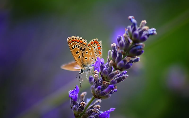 Lavender, butterfly, purple, macro, flower, flowers, nature, fragrance, HD wallpaper