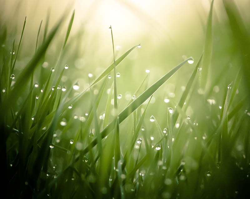 Waterdrops, bokeh, grass, nature, raindrops, sunshine, HD wallpaper