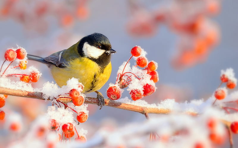 Little Bird, Branches, Snow, Barriers, Winter, HD wallpaper