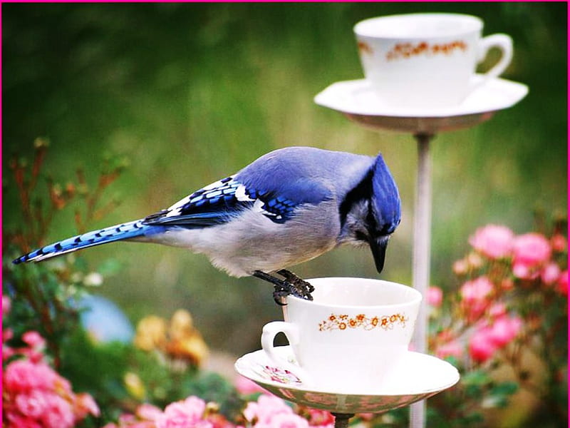 A Cup of Jay., bird, flower, cup, garden, jay, HD wallpaper