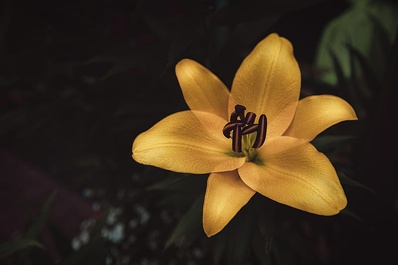 lily, flower, yellow, bloom, closeup, HD wallpaper