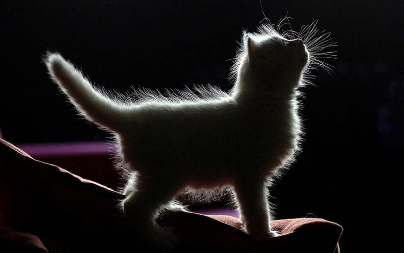 Kitten Silloette, baby cat, furry, tail, soft, cat, small, animal, adorible, cute, fuzzy, paws, child, kitten, fur, HD wallpaper