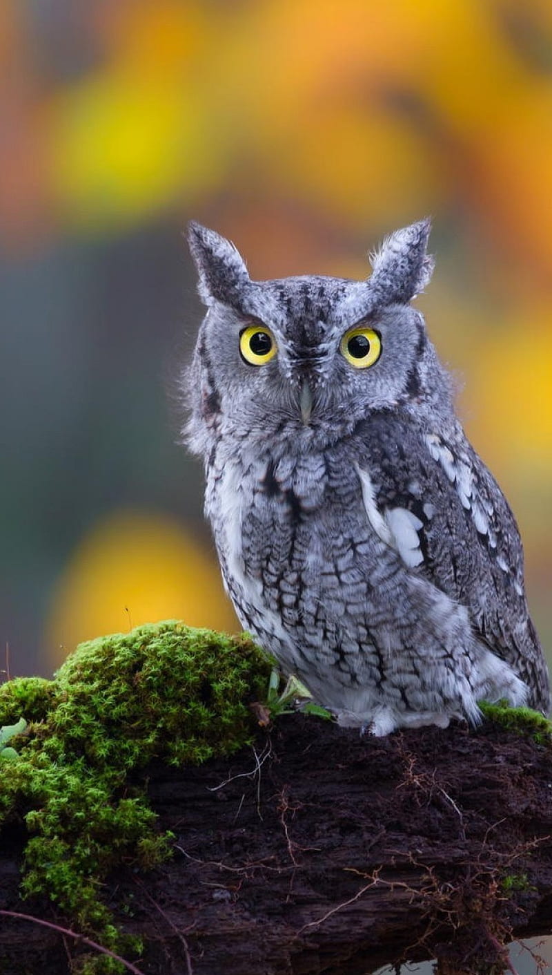 Owl, bird, small, sowa, HD phone wallpaper