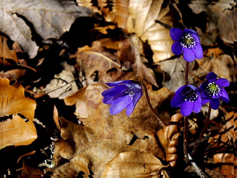 Thriving, leaves, purple, brown, dry, growing, HD wallpaper